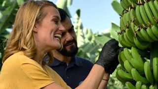 El cultivo del Plátano de Canarias con Mireia Belmonte [upl. by Signe]