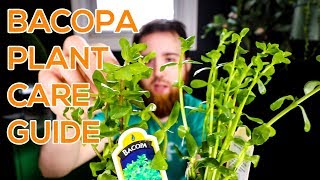 BACOPA MONNIERI MONEYWORT BACOPA CAROLINIANA  AQUARIUM STEM PLANT GUIDE [upl. by Akinuahs]