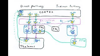 The Basal Ganglia  Direct and Indirect Pathways [upl. by Island]