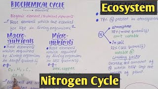 Biochemical cycle  Nitrogen Cycle  Class 12 Biology [upl. by Angelis]