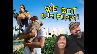 Picking up our XL Bully Pup From the UK to LAX [upl. by Sheeree415]