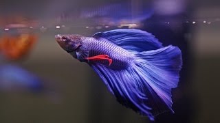 HOW TO Care for Betta Fish [upl. by Mathi]