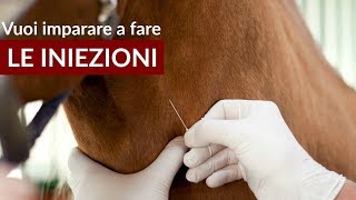 Le iniezioni ai cavalli impariamo a farle [upl. by Anirroc]