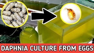 HOW TO HATCH DAPHNIA EGGS  HOW TO CULTURE DAPHNIA [upl. by Addia]