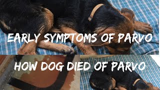 Early symptoms of PARVO  Tips to save your dog and HOW MY DOG DIED OF PARVO [upl. by Lynn423]