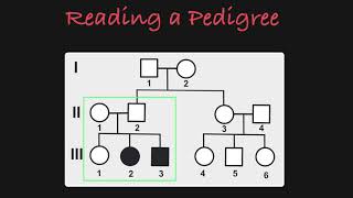 How to Read a Pedigree [upl. by Salvadore]