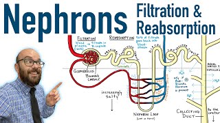 Nephrons  Filtration and Reabsorption Basics [upl. by Anuahsal643]