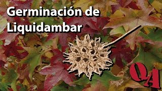 Cómo germinar semillas de liquidambar [upl. by Pitarys]