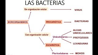 INTRODUCCIÓN A LA MICROBIOLOGÍA  Las bacterias [upl. by Atilamrac517]