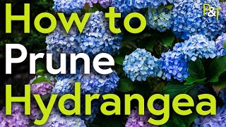 How to Prune Hydrangea A Martin Masterclass  Pots amp Trowels [upl. by Aelahs309]