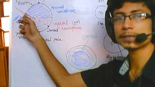 Developmental biology part 1  introduction and grey crescent formation [upl. by Gnoc]