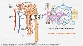 Fisiología Renal La Nefrona [upl. by Ikeda]