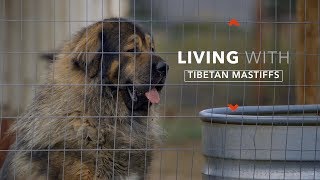 ALL ABOUT LIVING WITH TIBETAN MASTIFFS [upl. by Stanfill]