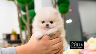 Beautiful Cream Pomeranian Teddy Bear Face D Annie  Rolly Teacup Puppies [upl. by Blanchette]