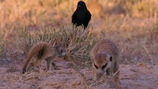 Thief Tries to Steal from Baby Meerkat  BBC Earth [upl. by Erodoeht]