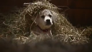 2016 Clydesdale Superbowl Commercial  GO JIMMY [upl. by Rodriguez]