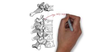 Thoracic Vertebra Anatomy [upl. by Asilanna]