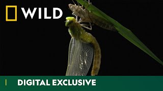 From Nymph to Wings The Dragonfly Life Cycle  Asia’s Weirdest  National Geographic Wild UK [upl. by Adhern]