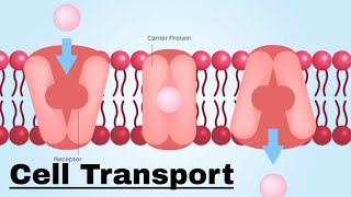 Cell transport Passive and Active Transport [upl. by Tisdale]