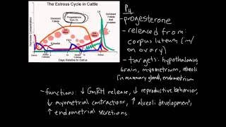 Estrous Cycle [upl. by Violante908]