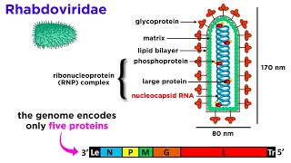 Rabies Genus Lyssavirus [upl. by Nortna]