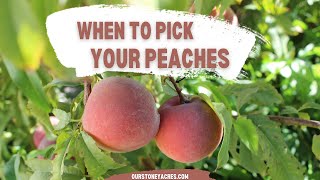 When to Pick your Peaches [upl. by Nylcsoj959]