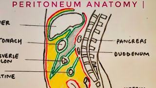 Peritoneum anatomy  med tutorials [upl. by Sone]