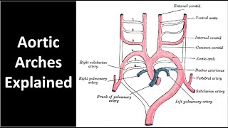 Development of the Heart 3D [upl. by Westleigh]