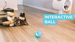 Interactive Ball Review [upl. by Larena882]