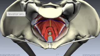 Pelvic Floor Part 1  The Pelvic Diaphragm  3D Anatomy Tutorial [upl. by Bathilda]