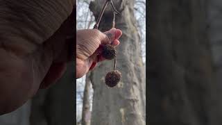 London plane tree platanus x Hispanica sycamore sycamoretree [upl. by Cadmar]