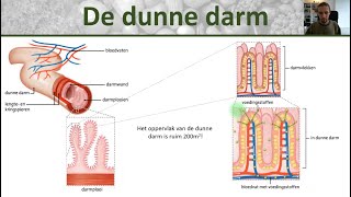 Bio  Voedingsstoffen opnemen  Opbouw dunne darm darmvlokken en darmplooien  Voedsel 4 [upl. by Anerbas212]