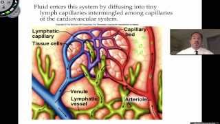 The Lymphatic System [upl. by Milon]