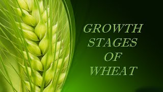 Stages of Growth in Wheat [upl. by Chem]