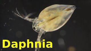 Daphnia [upl. by Azilef]