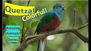 Quetzals 🦜Quetzal facts 🦅 trogon family [upl. by Mairb]