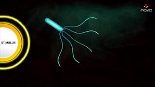 Flagellar Movement  Medical microbiology animations [upl. by Ennayelsel]