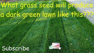 What grass seed produces a dark green lawn [upl. by Dnalon310]