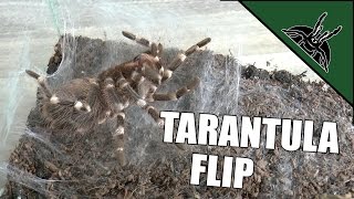 Tarantula prepares for molt  INCLUDING THE FLIP [upl. by Hsevahb]