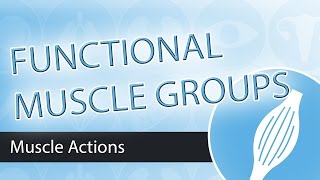 Muscle Actions Functional Groups [upl. by Walworth]