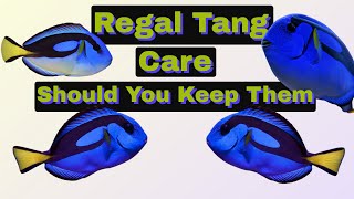 How To Care For Regal Tangs Finding Nemos Dory Hippo Tang Surgeon Fish [upl. by Euqenimod625]