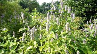 Anise Hyssop Agastache foeniculum part 1 [upl. by Krystalle]