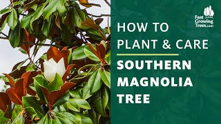 Southern Magnolia Tree  How to Plant amp Care [upl. by Enirtak]