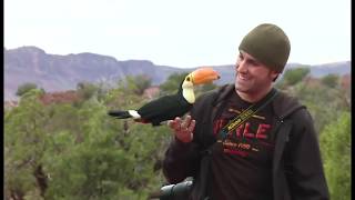 Freeflight Toco Toucan amp Parrots  BirdTricks [upl. by Aowda]