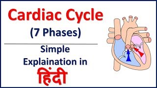 Cardiac Cycle 7 Phases Simple Explaination in Hindi  Bhushan Science [upl. by Jarred]