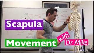 Scapula Movement  Functional Anatomy [upl. by Noimad]