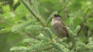 Goldencrowned Sparrow singing [upl. by Laurella]