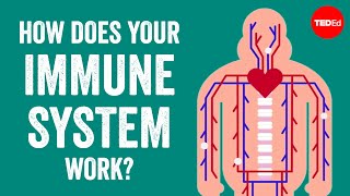 How does your immune system work  Emma Bryce [upl. by Ainesey]