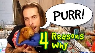 4 Reasons Why Guinea Pigs Purr [upl. by Narine125]