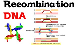 DNA recombination basic [upl. by Anyak329]